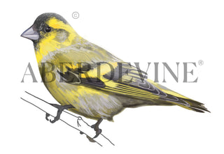 Aberdevine Siskin Brand Symbol