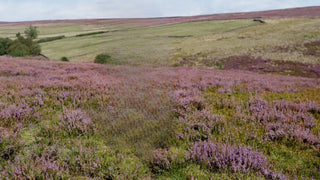 Purple heather-covered moorland with rolling hills in the background